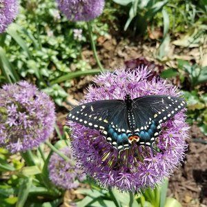 Meet your Posher, Adrianne